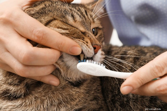 Plak na kočičích zubech:Příčiny, příznaky a léčba