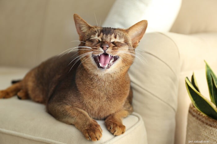 Plak na kočičích zubech:Příčiny, příznaky a léčba