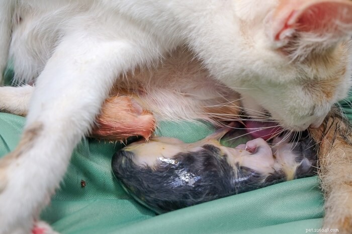 Une chatte donne naissance :ce que vous devez savoir ?