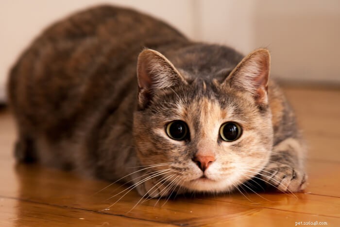 Pourquoi les chats reçoivent-ils les zooms et quand appeler votre vétérinaire