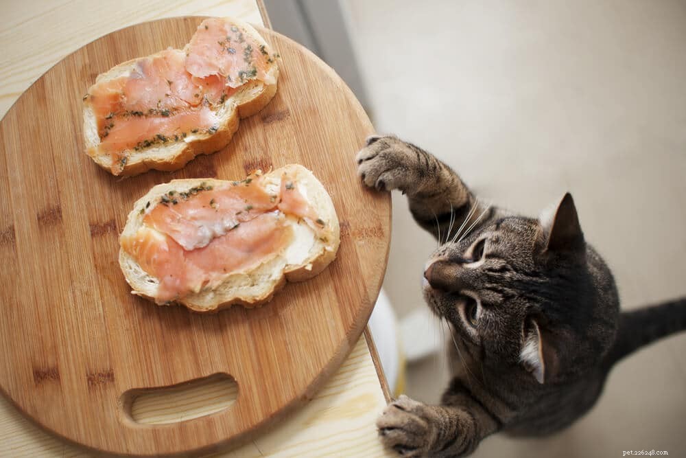 고양이에게 유독하고 유독한 15가지 인간 식품