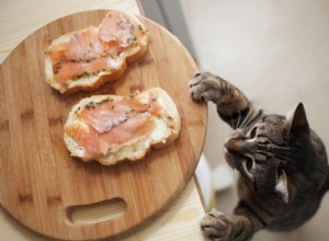 猫に有毒で有毒な15の人間の食べ物 