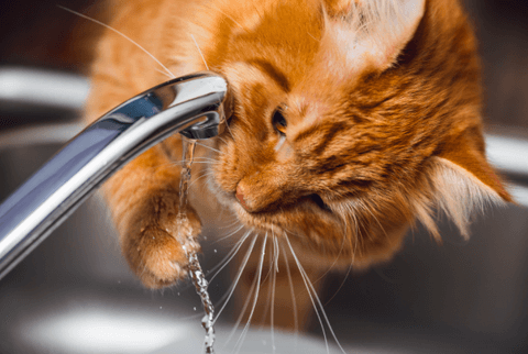 Quanta água um gato deve beber?