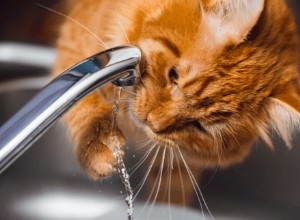 Kolik vody by měla kočka vypít?