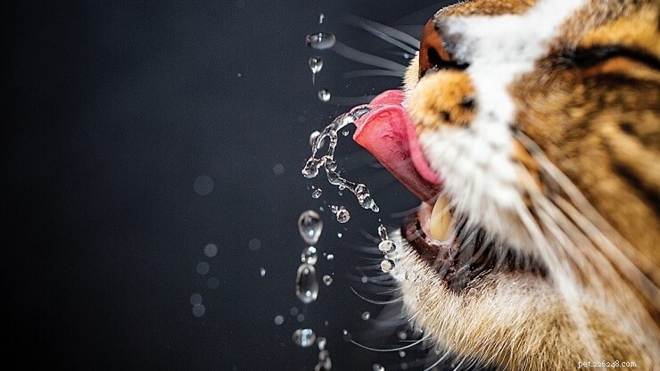 고양이는 물을 얼마나 마셔야 하나요?