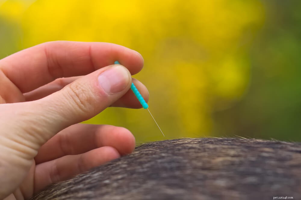 Agopuntura per gatti:cosa devi sapere