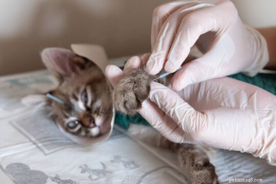 Akupunktur för katter:Vad du behöver veta