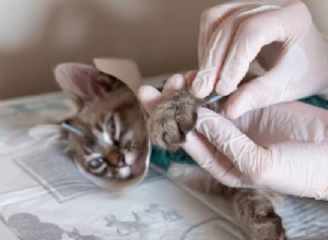 Akupunktura pro kočky:Co potřebujete vědět