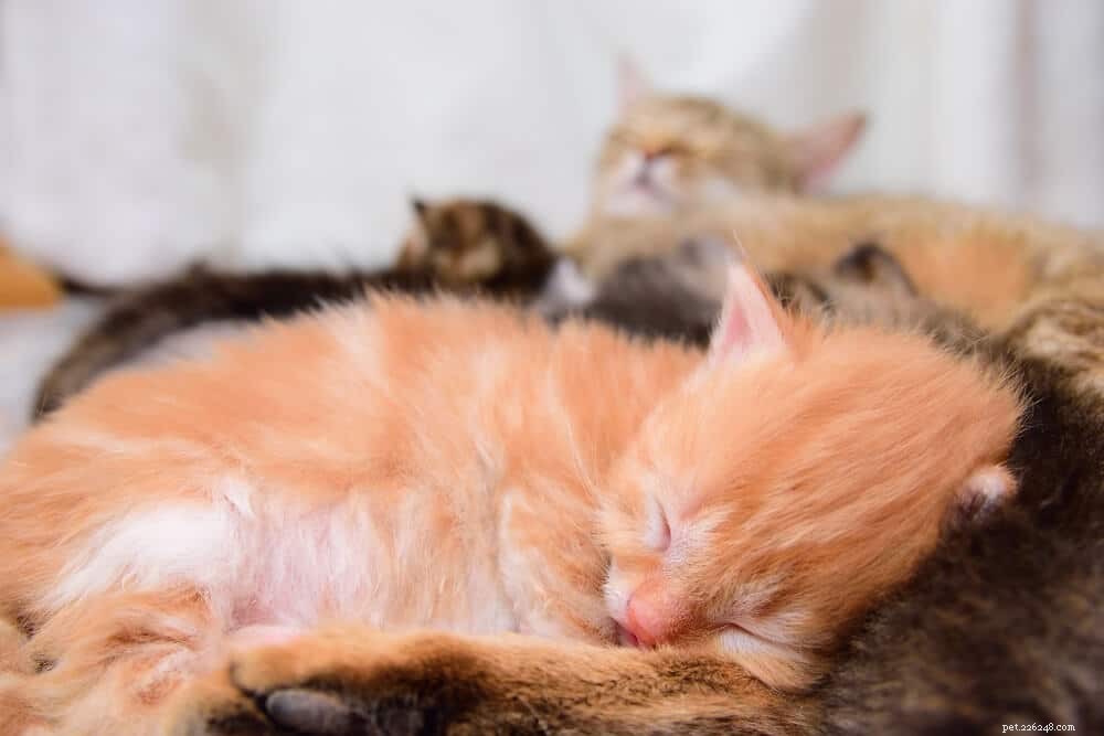 Sexing Kittens:hoe bepaal je het geslacht van je kitten?