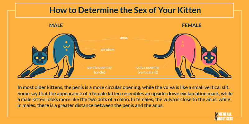 Sexing gatinhos:como determinar o sexo do seu gatinho?