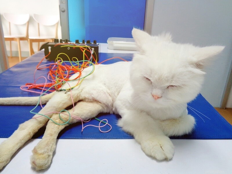 Acupunctuur voor katten:wat u moet weten