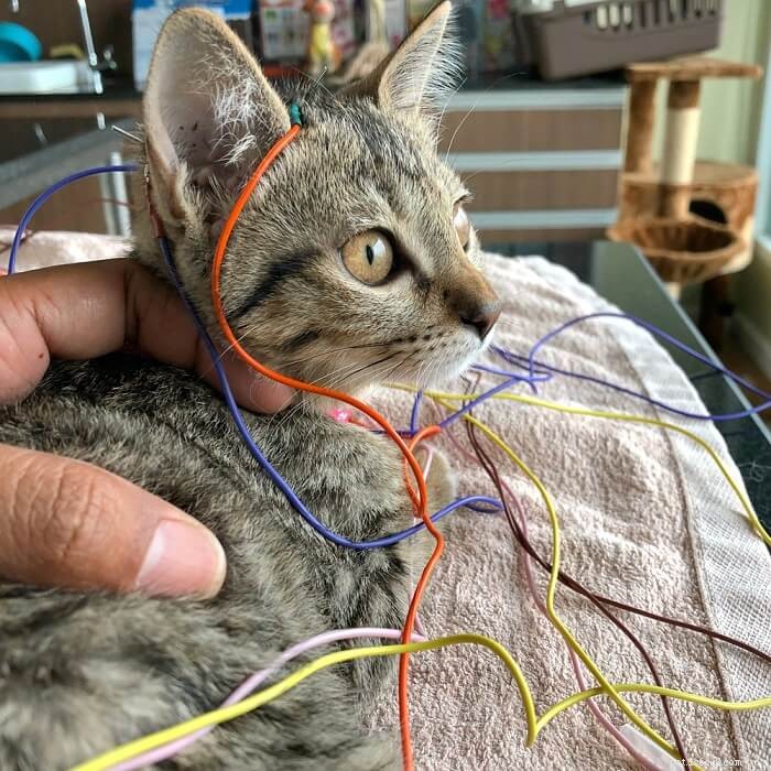 Acupunctuur voor katten:wat u moet weten