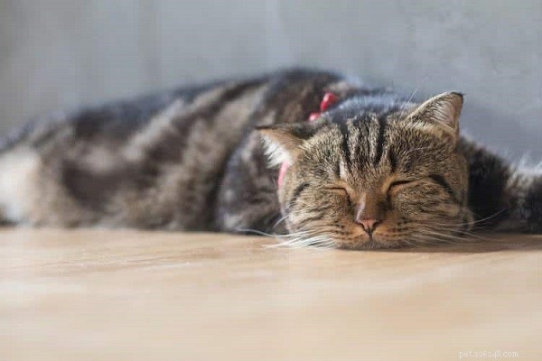 Acupuntura para gatos:o que você precisa saber