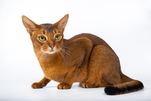 Katt med tung andning – de tre typerna av tung andning och vad de betyder