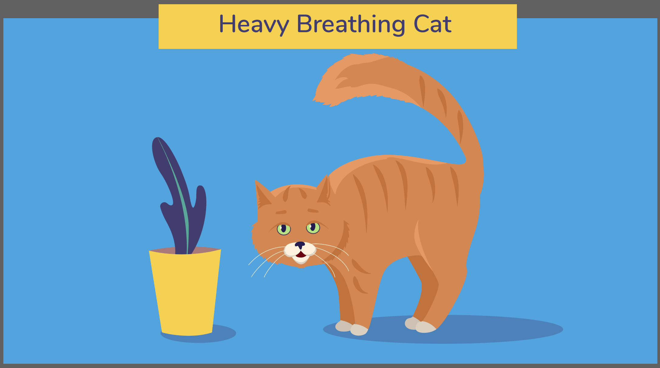 Katt med tung andning – de tre typerna av tung andning och vad de betyder