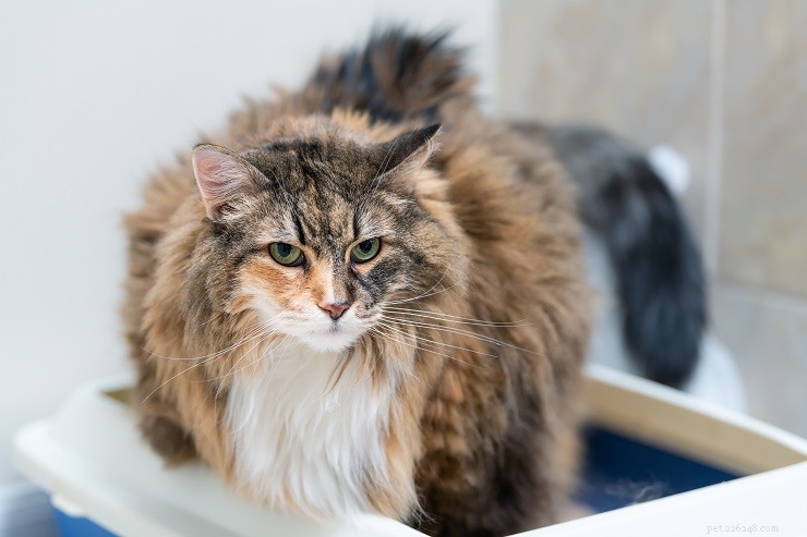 Megacolon hos katter:orsaker, symtom och behandling