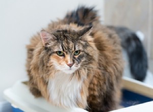 Megakolon u koček:Příčiny, příznaky a léčba