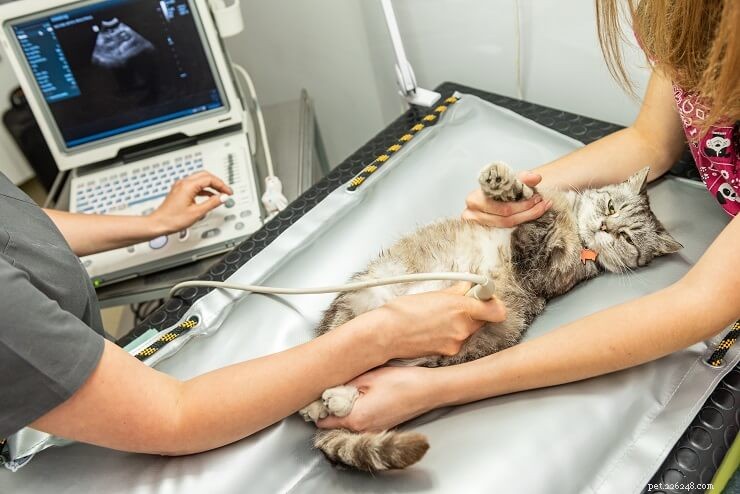Megacolon hos katter:orsaker, symtom och behandling