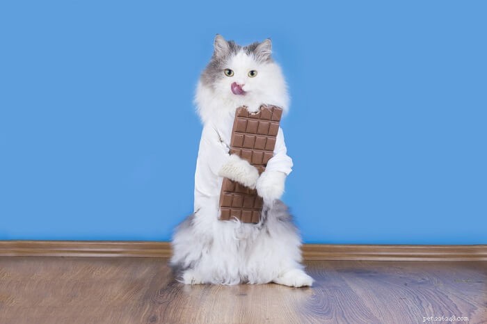 猫のチョコレート中毒：原因、症状、治療