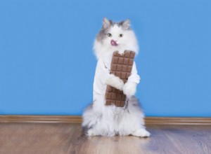 고양이 초콜릿 중독:원인, 증상 및 치료