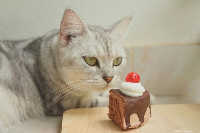 猫のチョコレート中毒：原因、症状、治療