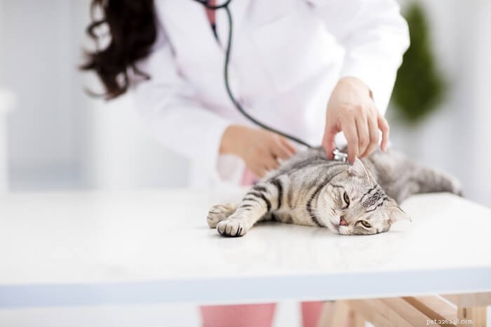 Отравление шоколадом у кошек:причины, симптомы и лечение