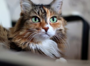 私の猫は人間の年で何歳ですか？ 