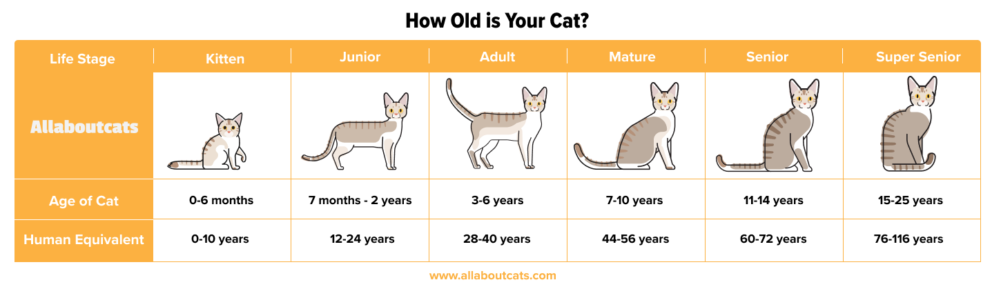 Jak stará je moje kočka v lidských letech?