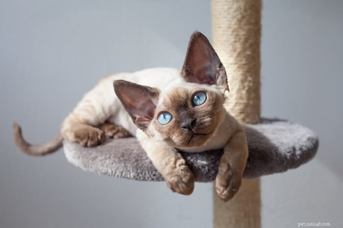 猫の鞭虫：原因、症状、および治療 