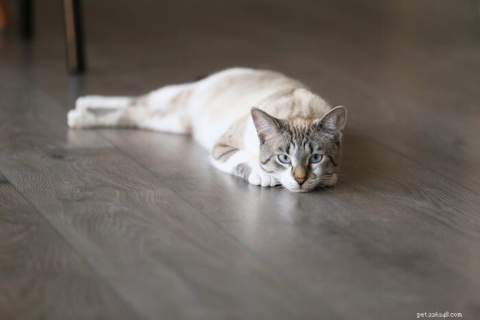 Власоглавы у кошек:причины, симптомы и лечение