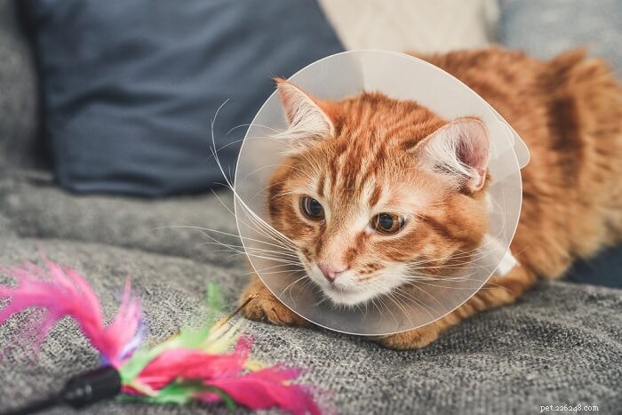 Hoe u kunt voorkomen dat uw kat springt na een operatie