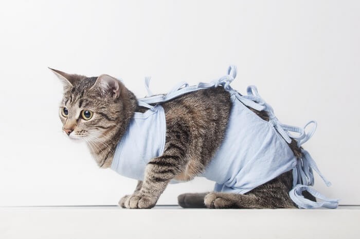 Jak zabránit tomu, aby vaše kočka po operaci skákala