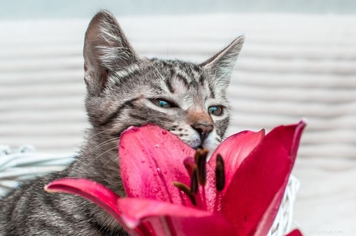Avvelenamento da giglio nei gatti:sintomi, diagnosi e trattamento