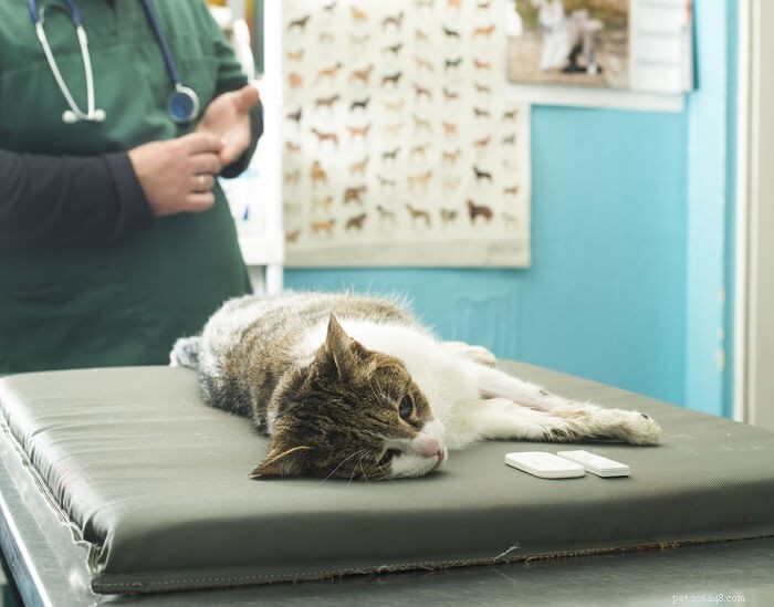 Lelievergiftiging bij katten:symptomen, diagnose en behandeling
