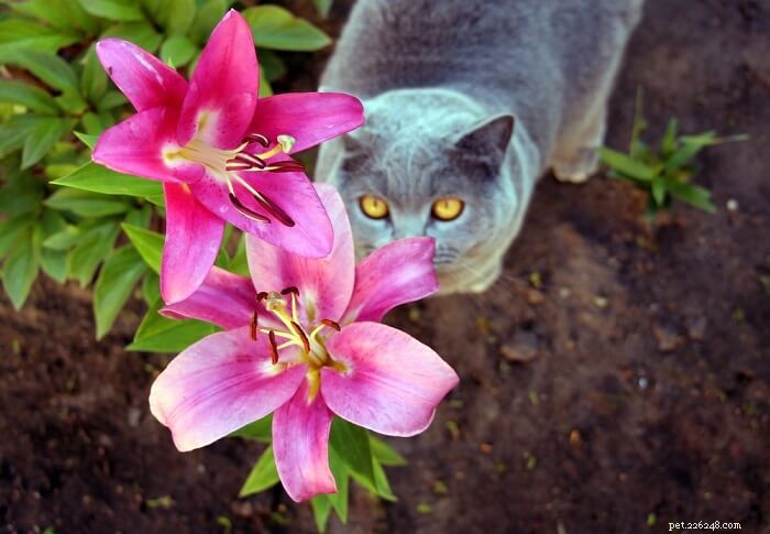 Отравление лилиями у кошек:симптомы, диагностика и лечение