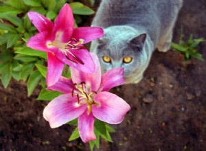 Otrava lilií u koček:Příznaky, diagnostika a léčba