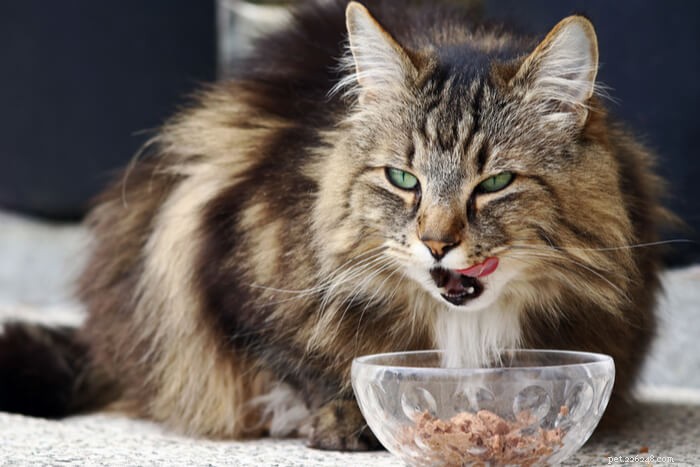 10 удивительных фактов о языке вашей кошки