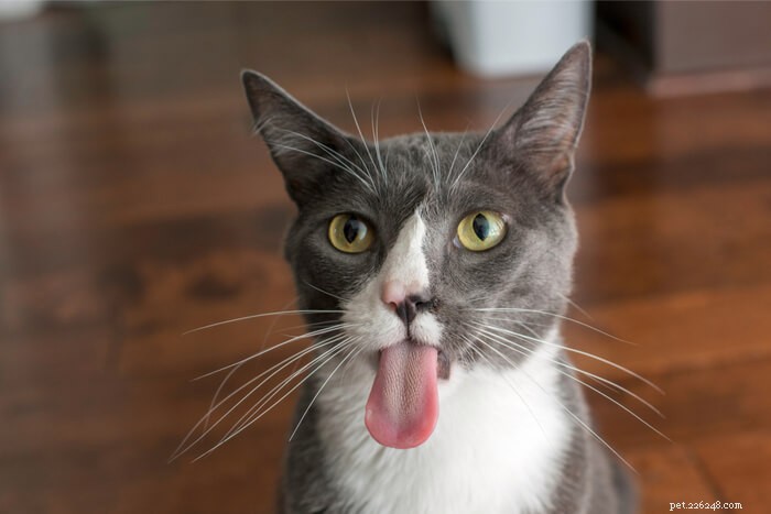10 fatti sorprendenti sulla lingua del tuo gatto