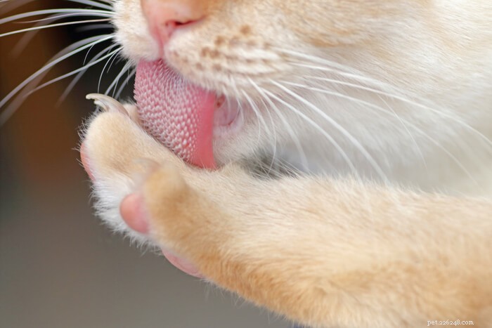 10 удивительных фактов о языке вашей кошки