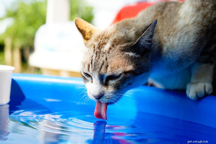 10 verbazingwekkende feiten over de tong van uw kat