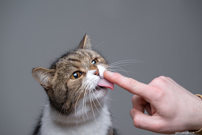 10 verbazingwekkende feiten over de tong van uw kat