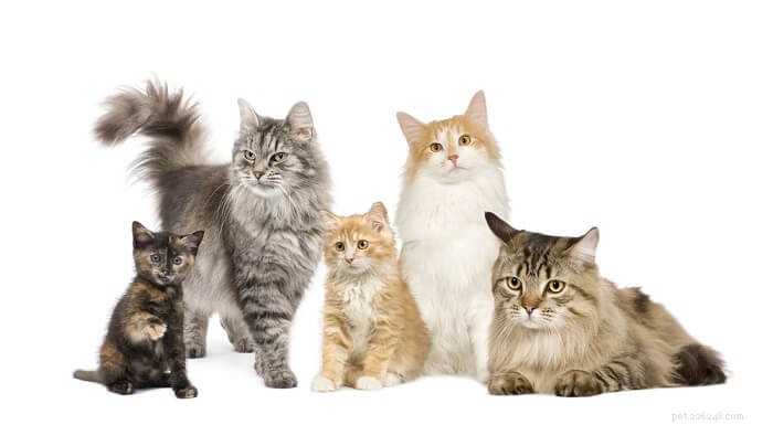 Advantage Multi For Cats:복용량, 안전 및 부작용