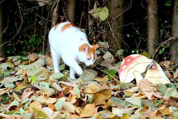 Отравление грибами у кошек:симптомы, диагностика и лечение