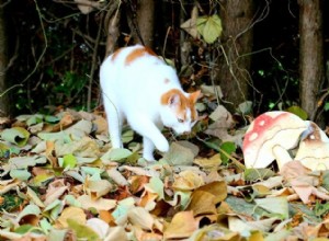 Otrava houbami u koček:Příznaky, diagnostika a léčba
