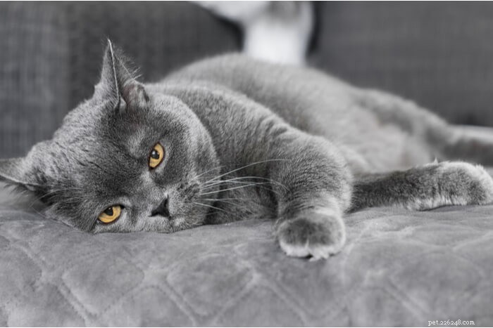 Insektsmedelsförgiftning hos katter:symtom, diagnos och behandling