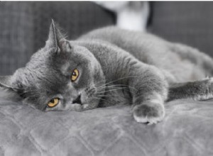 猫の殺虫剤中毒：症状、診断、治療