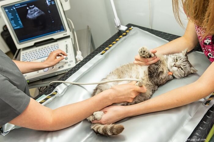 Avvelenamento da insetticidi nei gatti:sintomi, diagnosi e trattamento