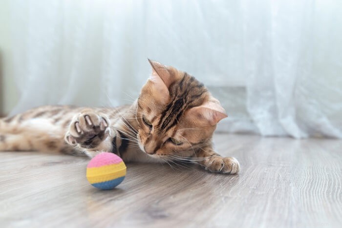 Vad man ska veta när man adopterar en FIV-positiv katt