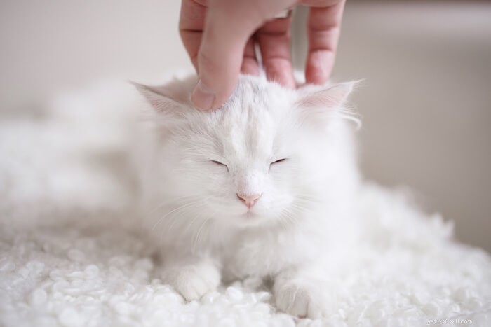 Vad man ska veta när man adopterar en FIV-positiv katt