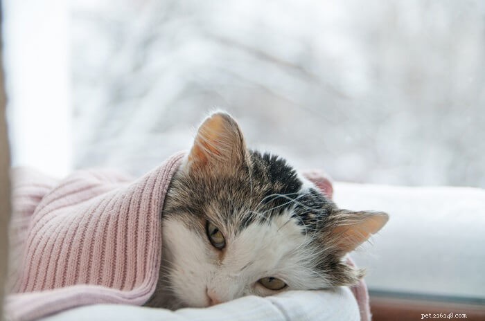 10 незаметных признаков того, что ваша кошка может быть больна